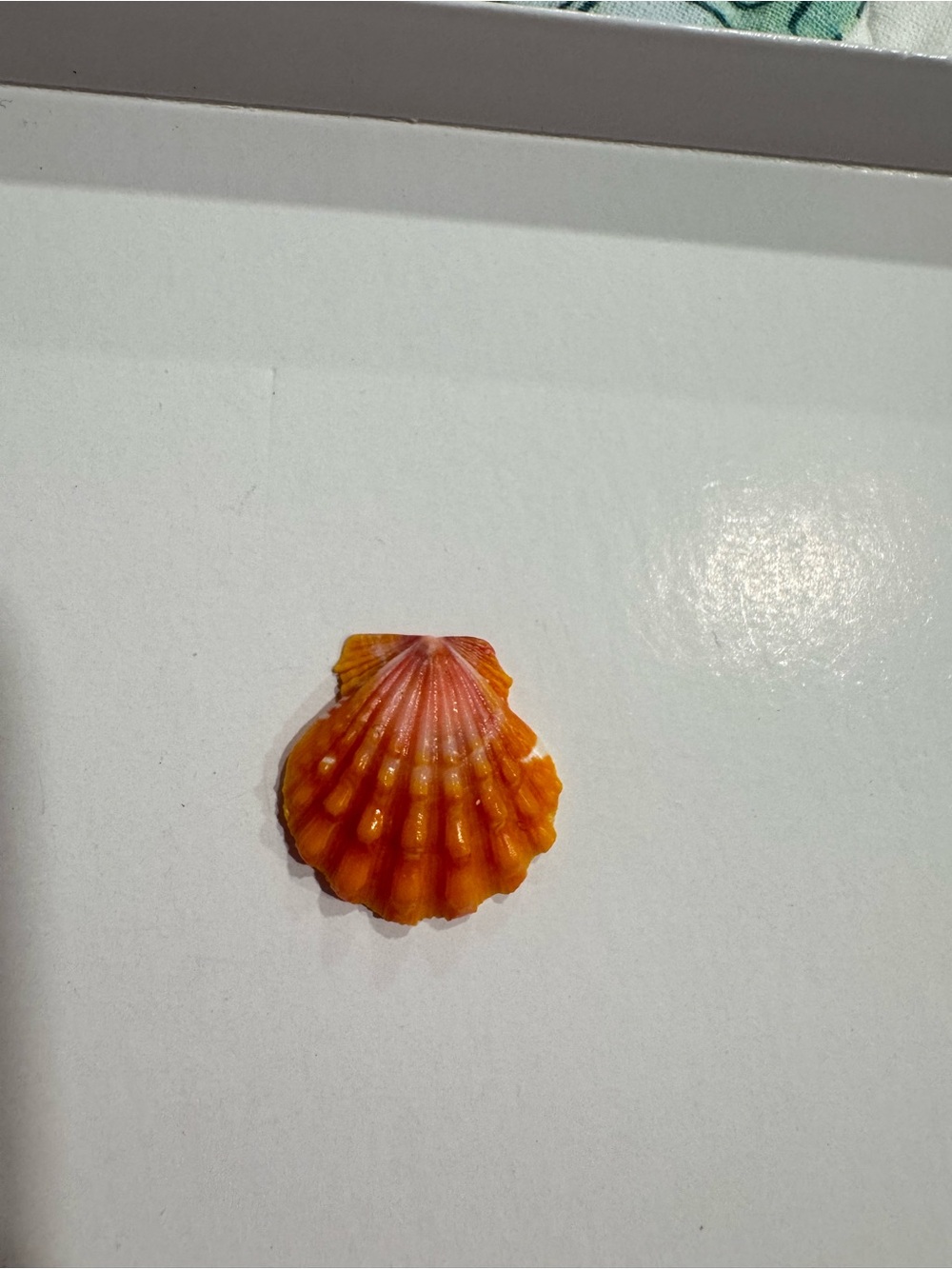 Hawaiian sunrise shell vibrant orange with pink